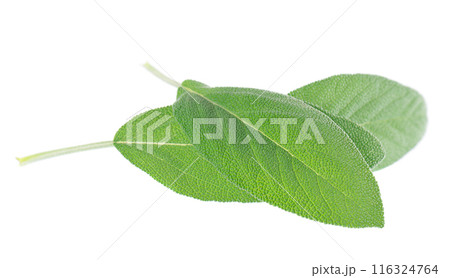 Fresh sage leaves isolated on white background. Salvia Officinalis leaves. Medicinal and culinary herb. Clipping path. 116324764