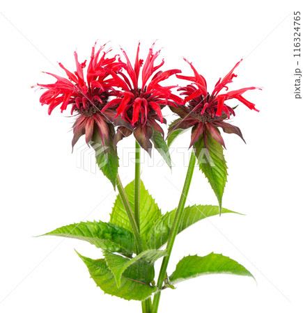 Monarda flowers isolated on a white background. Bergamot flowers. Oswego tea, scarlet beebalm. 116324765
