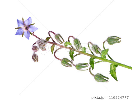 Borage flowers isolated on white background. Borago officinalis bush. Clipping path. 116324777