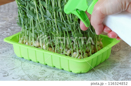 Woman watering sprouted pea shoots. Healthy eating. Vitamins at home. 116324852