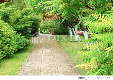 Path in garden. Park and nature. Coniferous and deciduous with whitewashed trunks Acacia trees in summer.  116324867