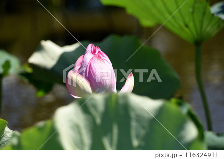 蓮の花 116324911