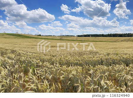 Panorama of wheat field and clouds in sky on sunny summer day. Nature and harvest.  116324940