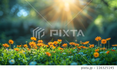grass and wild flowers. from above 116325145