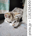 見つめる子猫 116326400