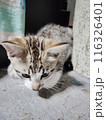 昼寝する子猫 116326401