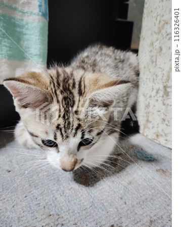 昼寝する子猫 116326401