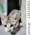 見つめる猫 116326402