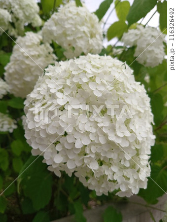 大きな花を咲かせる白いアジサイ 大きな花を咲かせる白いアジサイ 116326492