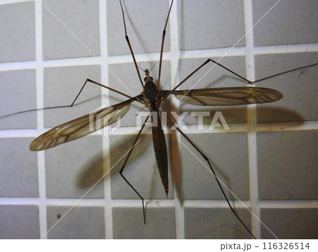 開帳8センチにもなる日本最大のガガンボ「ミカドガガンボ」(♀) 開帳8センチにもなる日本最大のガガンボ「ミカドガガンボ」(♀) 116326514