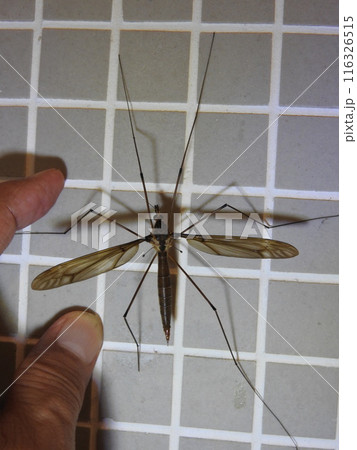 開帳8センチにもなる日本最大のガガンボ「ミカドガガンボ」（♀） 116326515