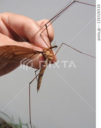 開帳8センチにもなる日本最大のガガンボ「ミカドガガンボ」(♀) 開帳8センチにもなる日本最大のガガンボ「ミカドガガンボ」(♀) 116326516