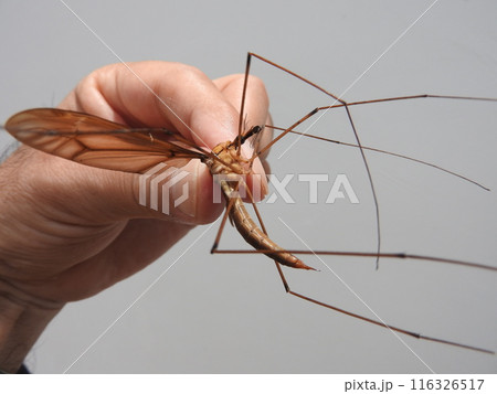 開帳8センチにもなる日本最大のガガンボ「ミカドガガンボ」（♀） 116326517