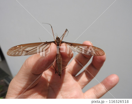 開帳8センチにもなる日本最大のガガンボ「ミカドガガンボ」(♀) 開帳8センチにもなる日本最大のガガンボ「ミカドガガンボ」(♀) 116326518