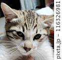見つめる猫 116326981