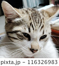 見つめる猫 116326983