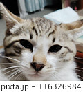 眠そうな猫 116326984