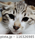 見つめる猫 116326985