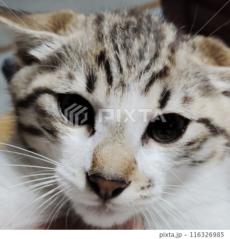 見つめる猫 116326985