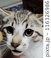 見つめる猫 116326986