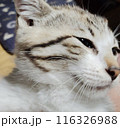 見つめる猫 116326988