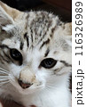見つめる猫 116326989