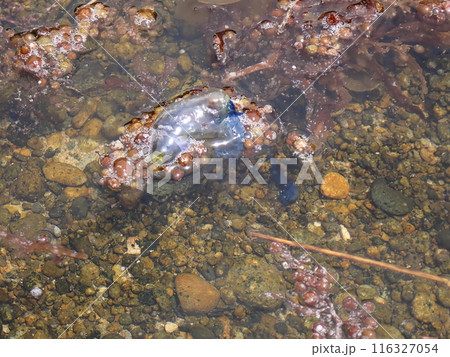 海辺に流れ着いた青いクラゲの仲間のカツオノエボシ 116327054