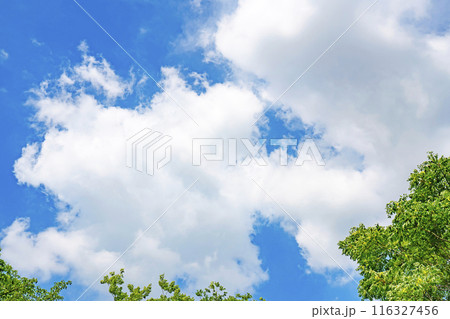 夏の雲と木立 116327456