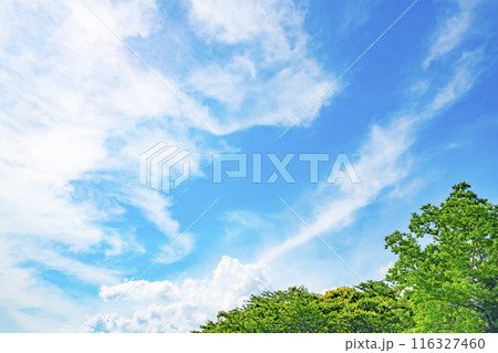 夏の雲と木立 夏の雲と木立 116327460