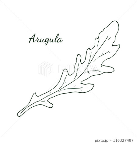 Arugula. Hand-drawn fresh arugula with leaves, isolated on white background. Rucola. doodle style illustration. Arugula. Hand-drawn fresh arugula with leaves, isolated on white background. Rucola. doodle style illustration. 116327497