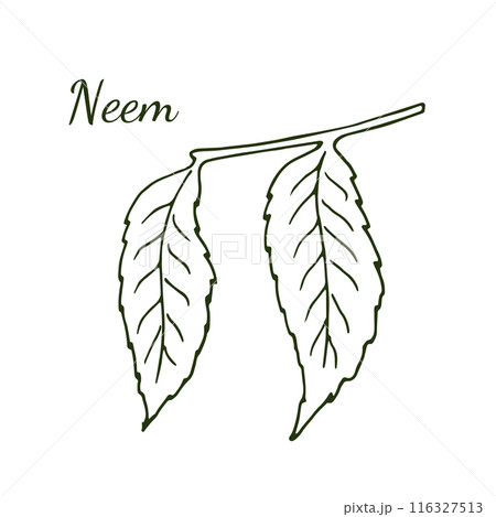 Hand drawn neem leaves. Cosmetic, herbal, and ayurvedic plant. Isolated illustration on white 116327513