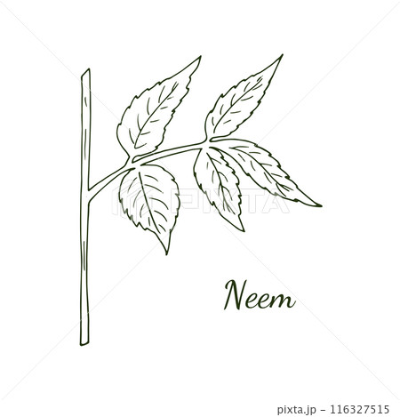 Hand-drawn neem twig. Branch of the neem tree Azadirachta indica or Indian lilac. Botanical illustration isolated on white. 116327515