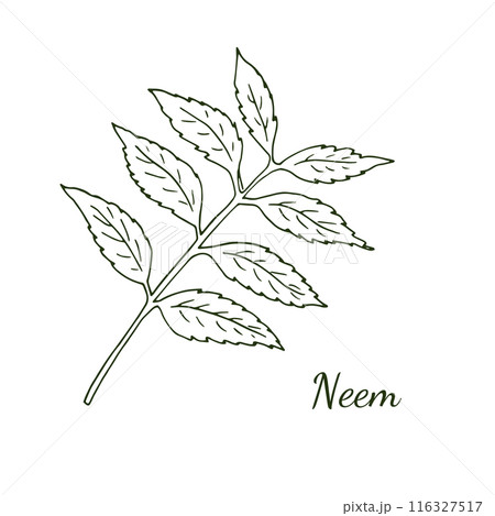 Neem tree twig with leaves, Botanical illustration isolated on white. Cosmetic, and Ayurvedic tree. 116327517