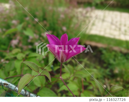 紫のクレマチスの花 紫のクレマチスの花 116327726
