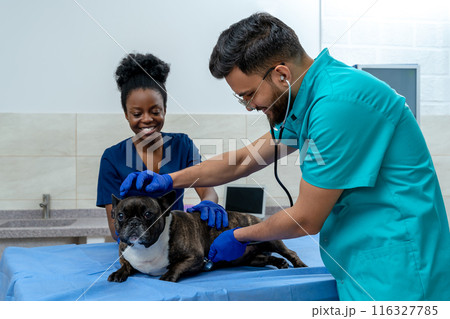 Dog quietly lying on the examination table while veterinarian examining it Dog quietly lying on the examination table while veterinarian examining it 116327785