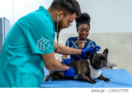 Dog quietly lying on the examination table while veterinarian examining it Dog quietly lying on the examination table while veterinarian examining it 116327795