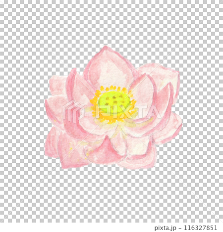 用水彩畫的蓮花 116327851