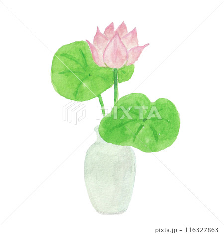 水彩絵の具で描いた花瓶に生けた蓮の花 116327863