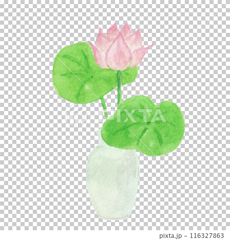 水彩絵の具で描いた花瓶に生けた蓮の花 116327863