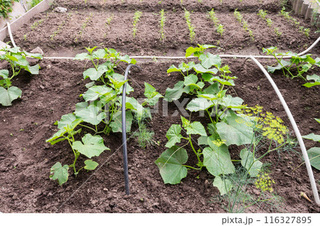 Thriving Home Vegetable Garden with Fresh Produce and Cultivating Tool 116327895