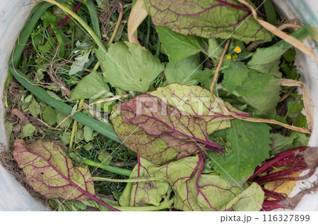 Processing of organic waste, compost preparation Processing of organic waste, compost preparation 116327899