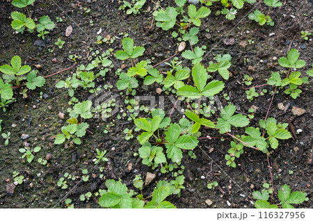 Fresh Strawberry Plants Sprouting in Fertile Soil 116327956