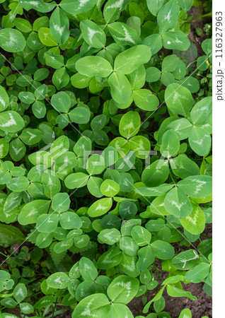 Fresh Green Clover Patch in Natural Setting Fresh Green Clover Patch in Natural Setting 116327963