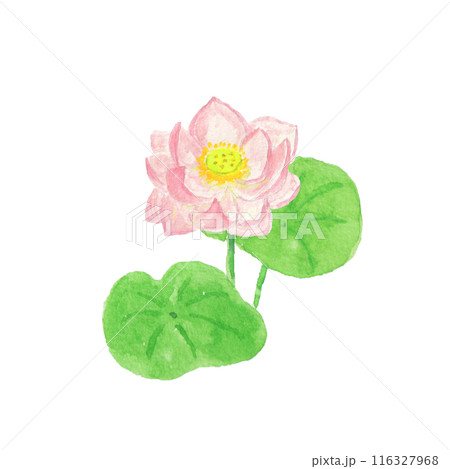 水彩絵の具で描いた蓮の花 水彩絵の具で描いた蓮の花 116327968