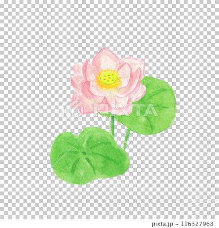 水彩絵の具で描いた蓮の花 水彩絵の具で描いた蓮の花 116327968