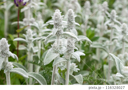 Lush Lamb's Ear Plants in Blooming Garden Lush Lamb's Ear Plants in Blooming Garden 116328027