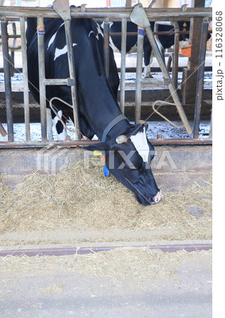 牛舎で餌を食べる牛 116328068