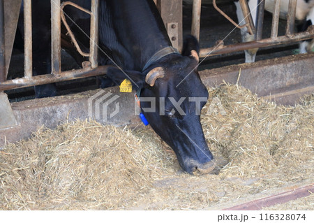 牛舎で餌を食べる牛 116328074
