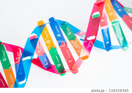 DNA or Deoxyribonucleic acid is a double helix chains structure formed by base pairs attached to a sugar phosphate backbone. 116328165