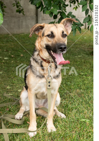 Happy Mixed Breed Dog with Leash Outdoor Happy Mixed Breed Dog with Leash Outdoor 116328182